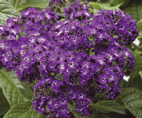 Photos von Blumenvarianten benutzt als: Topf und Beet Heliotropium arborescens Scentropia® Dark Blue