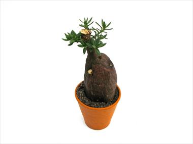 Photos von Blumenvarianten benutzt als: Topf Cactus Caudex pachypodium bispinosum