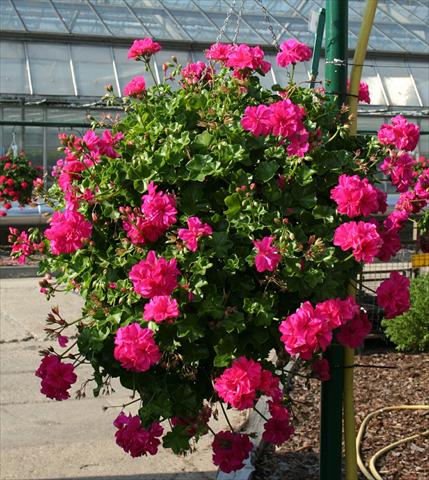 Photos von Blumenvarianten benutzt als: Beet, Terrasse, Ampel Pelargonium peltatum pac® Ricky