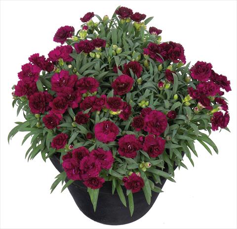 Photos von Blumenvarianten benutzt als: Ampel/Topf Dianthus Sunflor® Paseo
