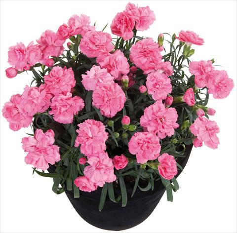 Photos von Blumenvarianten benutzt als: Ampel/Topf Dianthus Sunflor® Pink Panther
