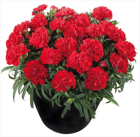 Photos von Blumenvarianten benutzt als: Ampel/Topf Dianthus Sunflor® Red Bull