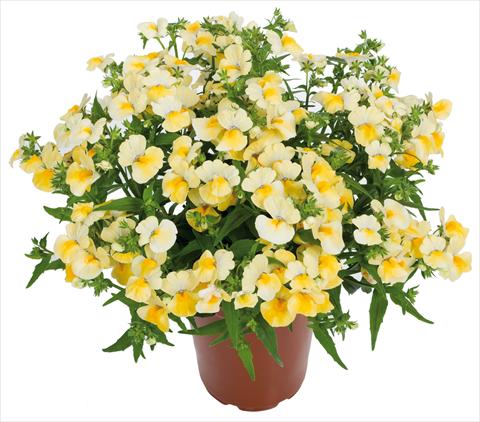 Photos von Blumenvarianten benutzt als: Ampel/Topf Nemesia Angelart® fides® Pineapple
