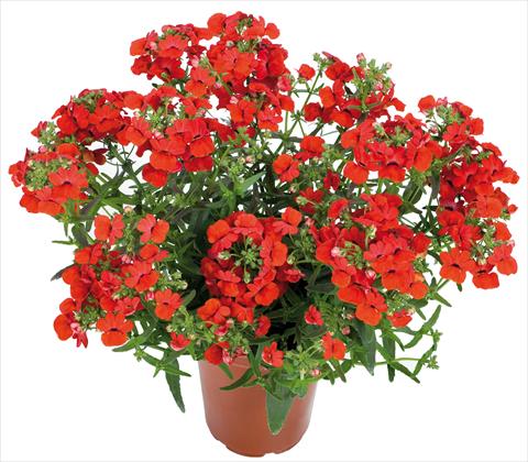 Photos von Blumenvarianten benutzt als: Ampel/Topf Nemesia Angelart® fides® Strawberry