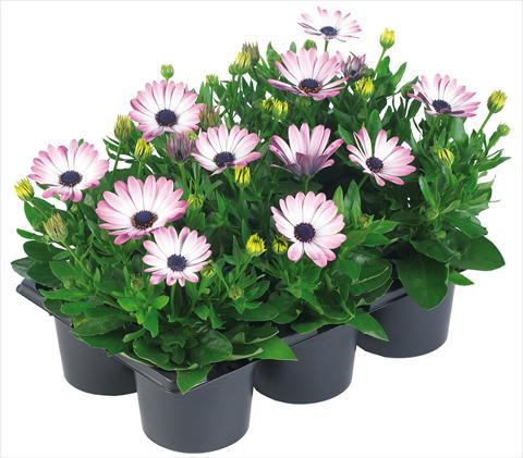 Photos von Blumenvarianten benutzt als: Topf und Beet Osteospermum Margarita Nano® fides® Pink Bicolor