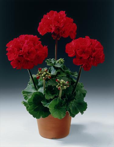 Photos von Blumenvarianten benutzt als: Topf, Beet, Terrasse Pelargonium zonale pac® Samelia
