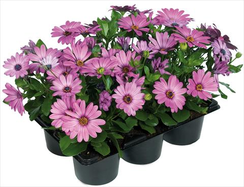 Photos von Blumenvarianten benutzt als: Topf und Beet Osteospermum Margarita Nano® fides® Pink