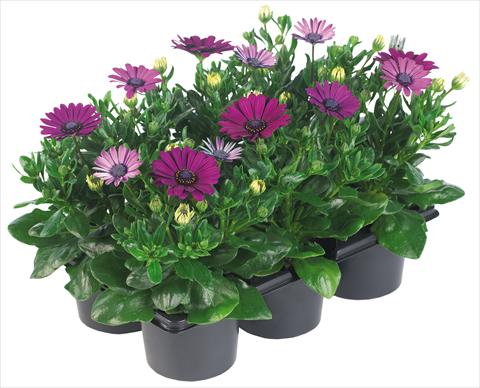 Photos von Blumenvarianten benutzt als: Topf und Beet Osteospermum Margarita Nano® fides® Purple