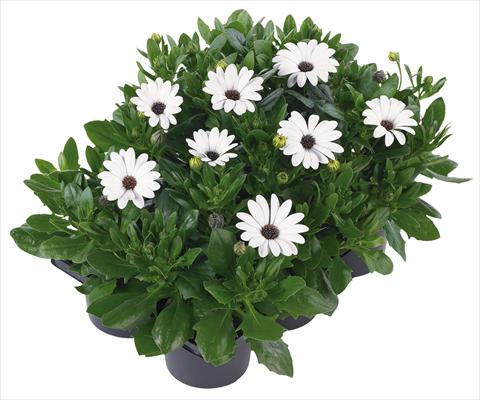 Photos von Blumenvarianten benutzt als: Topf und Beet Osteospermum Margarita Nano® fides® White