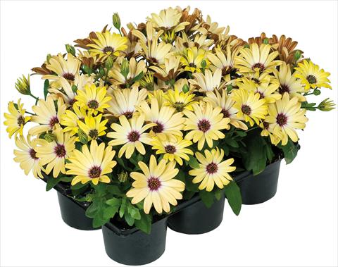 Photos von Blumenvarianten benutzt als: Topf und Beet Osteospermum Margarita Nano® fides® Yellow