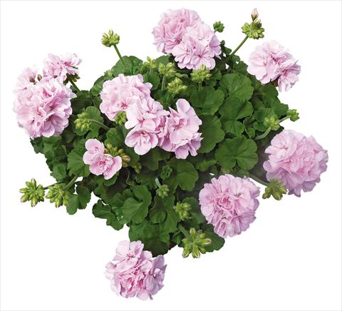 Photos von Blumenvarianten benutzt als: Terrasse, Topf Pelargonium interspecifico Interspecific® fides® Belcanto