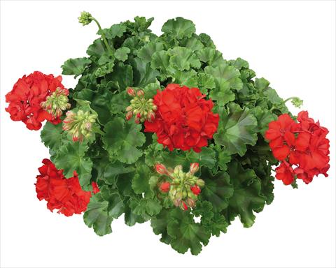 Photos von Blumenvarianten benutzt als: Terrasse, Topf Pelargonium interspecifico Interspecific® fides® Mambo