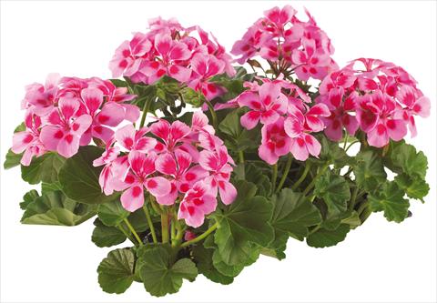 Photos von Blumenvarianten benutzt als: Topf, Terrasse, Ampel. Pelargonium peltatum Pop Idols® fides® Lilac with Eye