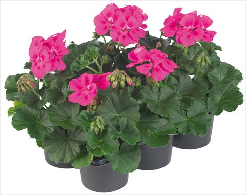 Photos von Blumenvarianten benutzt als: Topf, Terrasse, Ampel. Pelargonium peltatum Pop Idols® fides® Neon Pink