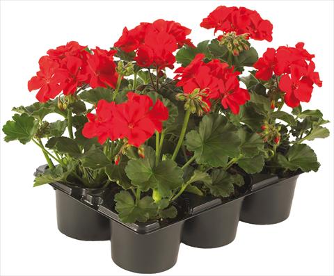 Photos von Blumenvarianten benutzt als: Topf, Terrasse, Ampel. Pelargonium peltatum Pop Idols® fides® Red