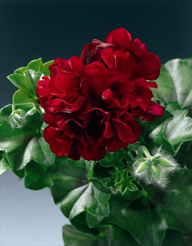 Photos von Blumenvarianten benutzt als: Beet, Terrasse, Ampel Pelargonium peltatum pac® Tomcat