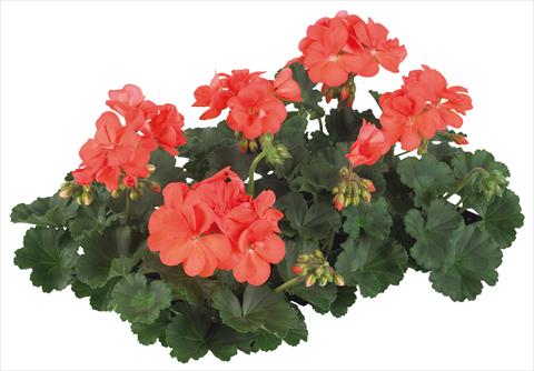 Photos von Blumenvarianten benutzt als: Topf, Terrasse, Ampel. Pelargonium peltatum Pop Idols® fides® Salmon