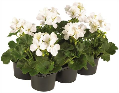Photos von Blumenvarianten benutzt als: Topf, Terrasse, Ampel. Pelargonium peltatum Pop Idols® fides® White