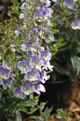 Photos von Blumenvarianten benutzt als: Topf, Beet, Terrasse, Ampel Angelonia Angelface Blu Bicolor