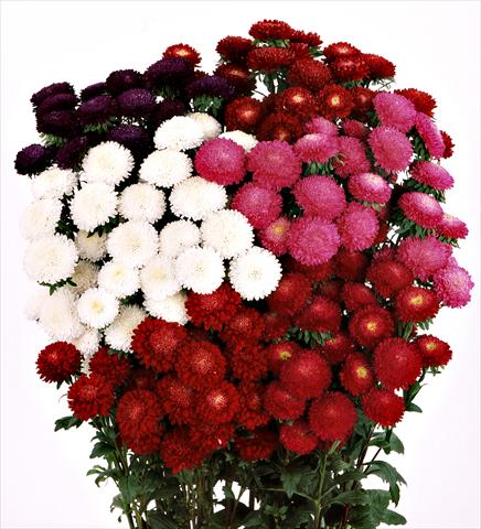 Photos von Blumenvarianten benutzt als: Schnittblume Aster (Callistephus) Bonita Mix a fiore doppio