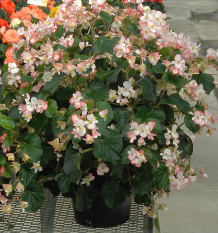 Photos von Blumenvarianten benutzt als: Beet, Topf oder Ampel Begonia Bravehart Rosa Bicolor