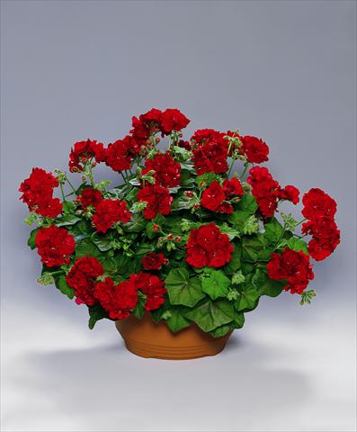 Photos von Blumenvarianten benutzt als: Beet, Terrasse, Ampel Pelargonium peltatum pac® Tomgirl