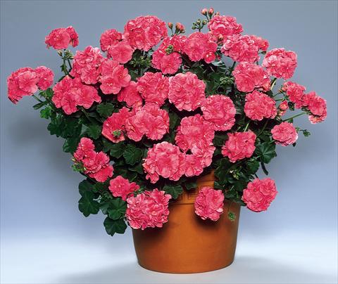 Photos von Blumenvarianten benutzt als: Beet, Terrasse, Ampel Pelargonium peltatum pac® Vicky