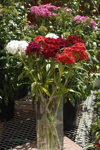 Photos von Blumenvarianten benutzt als: Topf und Beet Dianthus barbatus Sweet Mix da reciso