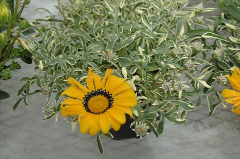 Photos von Blumenvarianten benutzt als: Beet- / Rabattenpflanze Gazania Eagle Eye