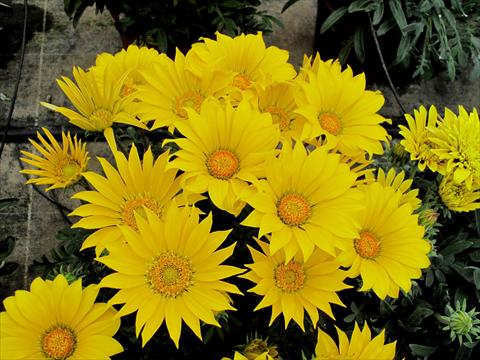 Photos von Blumenvarianten benutzt als: Beet- / Rabattenpflanze Gazania Mirador
