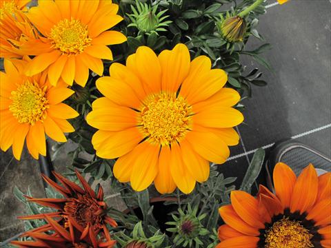 Photos von Blumenvarianten benutzt als: Beet- / Rabattenpflanze Gazania Nahui