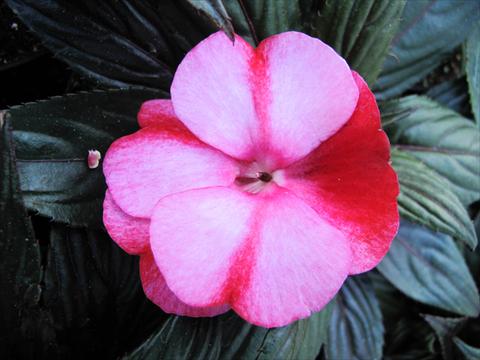 Photos von Blumenvarianten benutzt als: Topf, Beet, Terrasse, Ampel Impatiens N. Guinea Paradise® Amuna