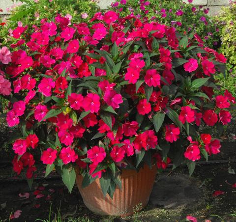 Photos von Blumenvarianten benutzt als: Topf, Beet, Terrasse, Ampel Impatiens N. Guinea SunPatiens® Spreading Red Magenta