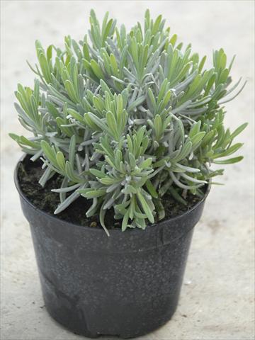 Photos von Blumenvarianten benutzt als: Topf und Beet Lavandula angustifolia Hidcote blu