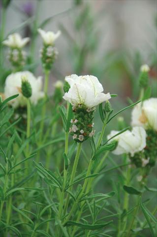 Photos von Blumenvarianten benutzt als: Topf und Beet Lavandula stoechas Bianca