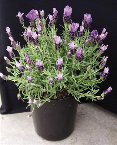 Photos von Blumenvarianten benutzt als: Topf und Beet Lavandula stoechas Purple