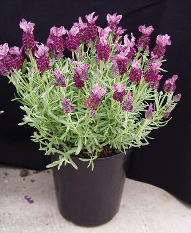 Photos von Blumenvarianten benutzt als: Topf und Beet Lavandula stoechas Rosa