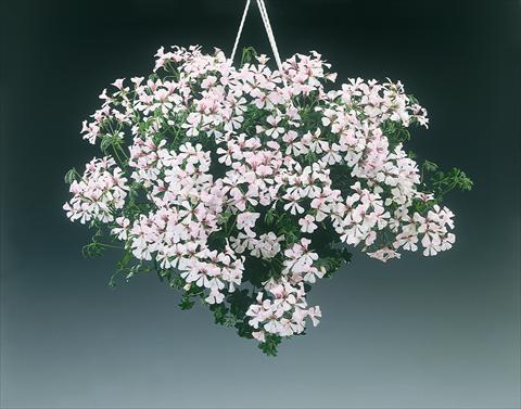 Photos von Blumenvarianten benutzt als: Beet, Terrasse, Ampel Pelargonium peltatum pac® Ville De Dresden