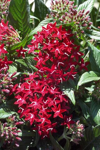 Photos von Blumenvarianten benutzt als: Topf und Beet Pentas lanceolata Graffiti Red Lace