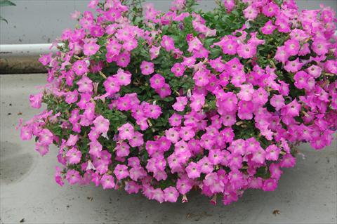 Photos von Blumenvarianten benutzt als: Topf, Beet, Terrasse, Ampel Petunia Gioconda Rosa