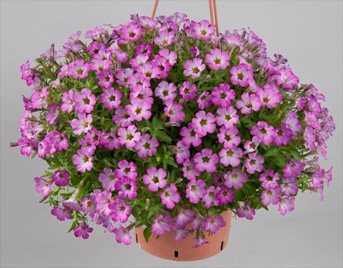 Photos von Blumenvarianten benutzt als: Topf, Beet, Terrasse, Ampel Petunia Littletunia Sweet Sherbet