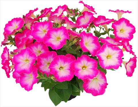 Photos von Blumenvarianten benutzt als: Topf, Beet, Terrasse, Ampel Petunia Veranda® Hot Pink