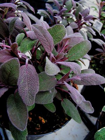 Photos von Blumenvarianten benutzt als: Topf und Beet Salvia purpurea 