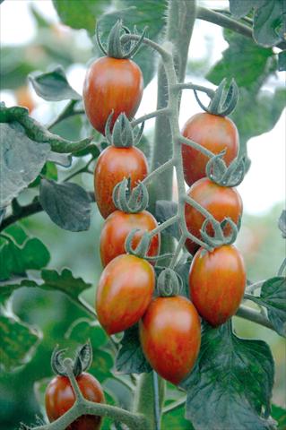 Photos von Blumenvarianten benutzt als: Topf, Beet, Terrasse Solanum lycopersicum (pomodoro) Datterino striato