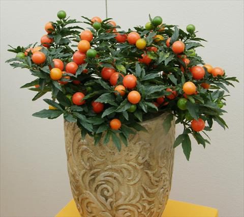 Photos von Blumenvarianten benutzt als: Topf und Beet Solanum pseudocapsicum Sultain a frutto grande