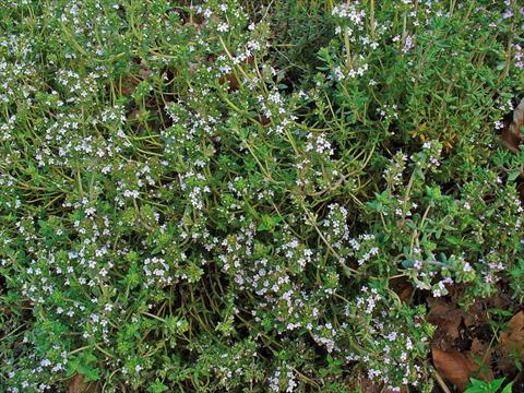 Photos von Blumenvarianten benutzt als: Topf und Beet Thymus vulgaris 