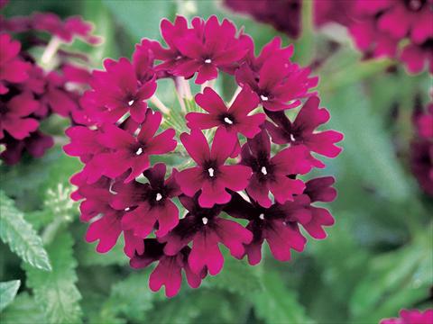 Photos von Blumenvarianten benutzt als: Topf, Terrasse, Ampel. Verbena Superbena Bushy Merlot