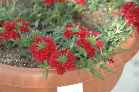 Photos von Blumenvarianten benutzt als: Topf, Terrasse, Ampel. Verbena Vepita Fire Red