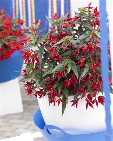 Photos von Blumenvarianten benutzt als: Beet, Topf oder Ampel Begonia Crakling Fire Dark Red