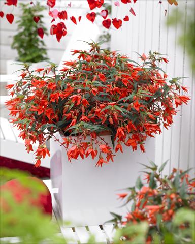 Photos von Blumenvarianten benutzt als: Beet, Topf oder Ampel Begonia Crakling Fire Orange Red